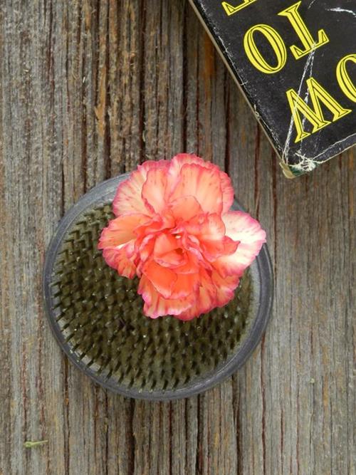 ORANGE MINI CARNATIONS